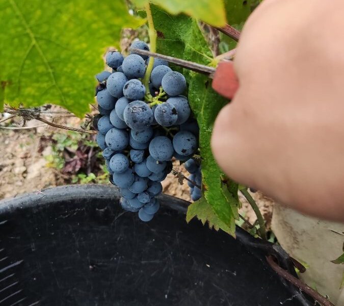 Winobranie 2026 Francja